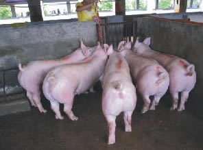 最新仔豬品種選擇與飼養指南，品種介紹與飼養步驟全解析