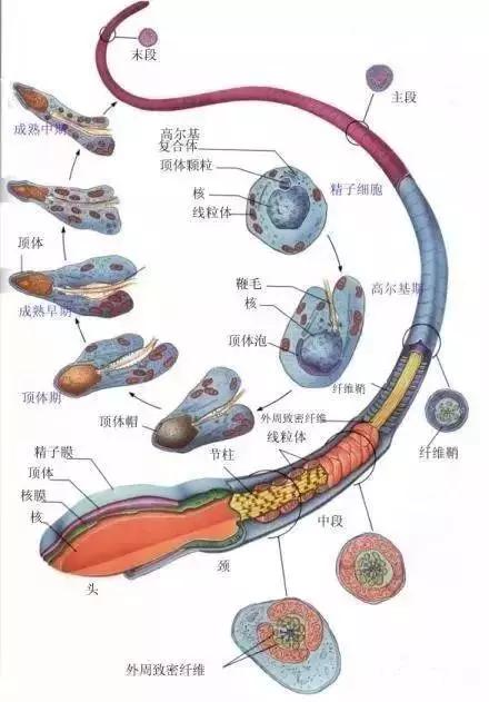 窩精子最新，小巷中的秘密風(fēng)味探索