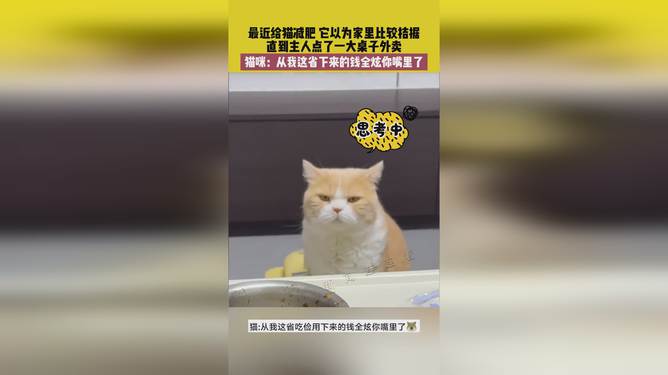 省貓任務(wù)輕松完成指南，最新技能學(xué)習與任務(wù)執行詳細步驟