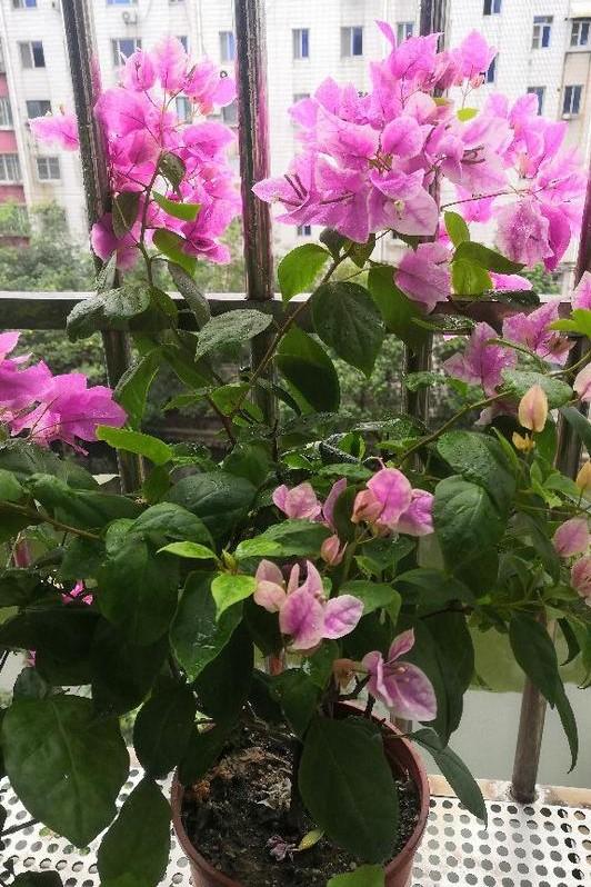 小巷深處的獨特花語(yǔ)，最新殘花之美