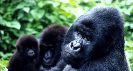 最新滅絕現象的觀(guān)點(diǎn)論述分析