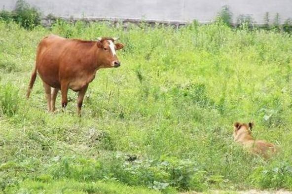 最新逃跑圖深度解析與觀(guān)點(diǎn)闡述