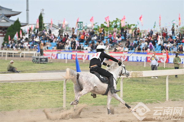 馬王最新動(dòng)態(tài)，探索馬術(shù)世界的新篇章