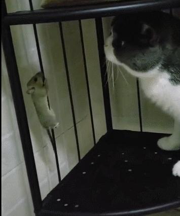 城市隱秘觀(guān)察者，灰色老鼠的最新動(dòng)態(tài)觀(guān)察