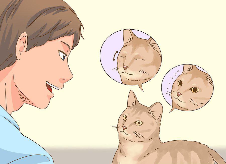 貓咪最新破譯，高科技重塑貓奴生活，智能養貓新時(shí)代的開(kāi)啟