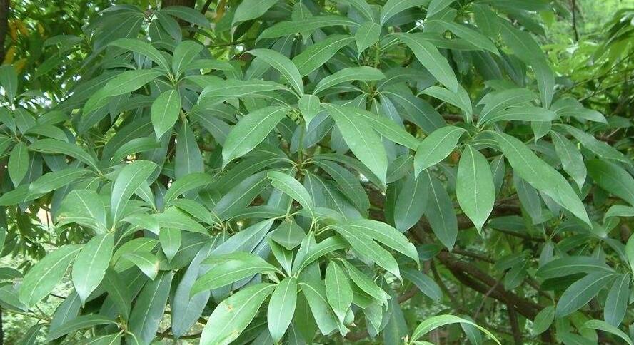 南山楠最新，自然美景的輕松探索之旅