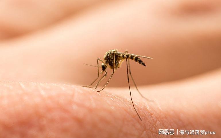 揭秘蚊子世界，最新報道與防治策略探索