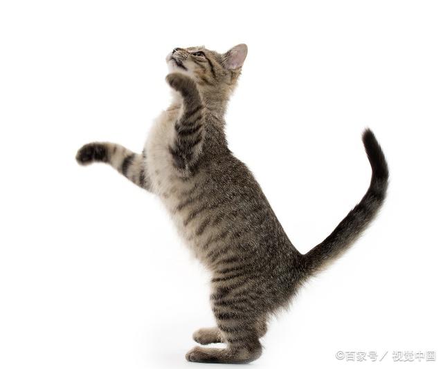 貓咪最新跳轉，尋找內心平靜的奇妙冒險之旅