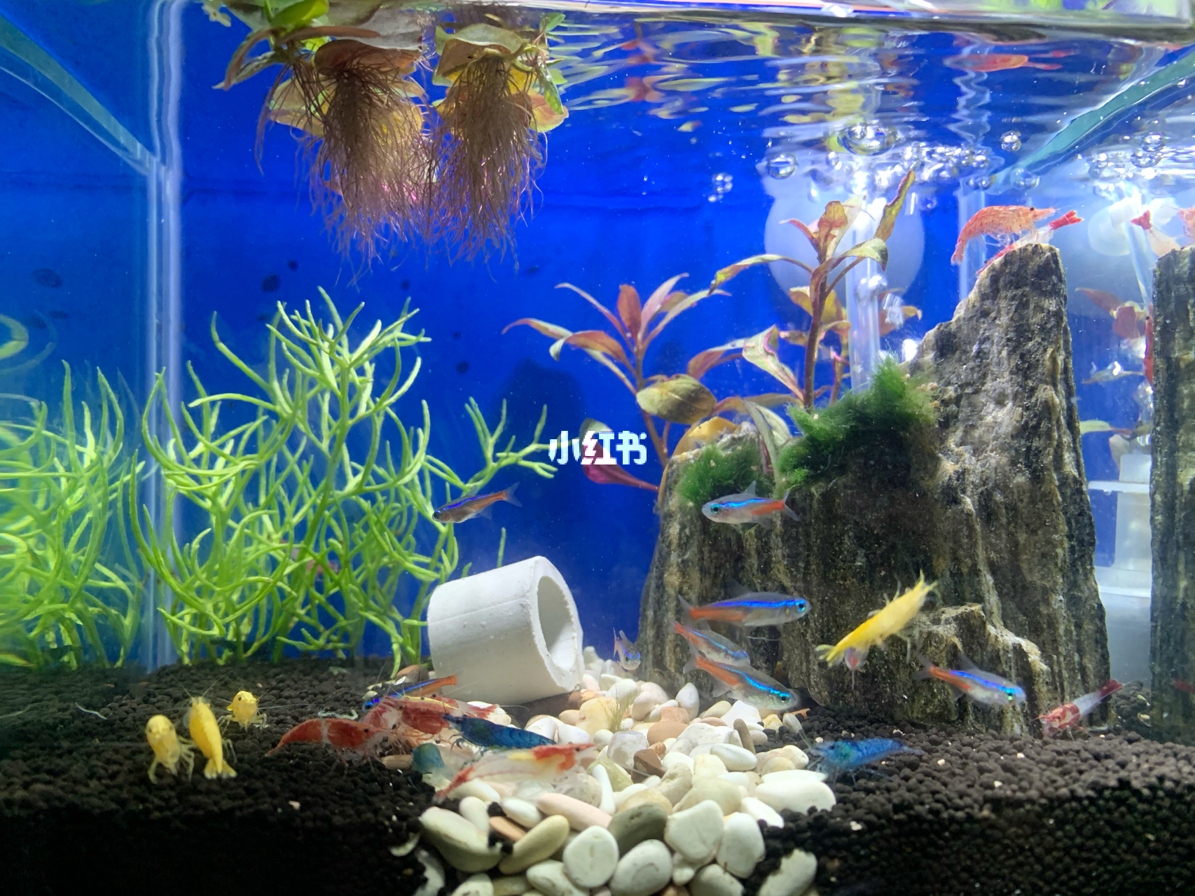 最新魚(yú)缸圖片，水族美學(xué)的時(shí)代變遷欣賞
