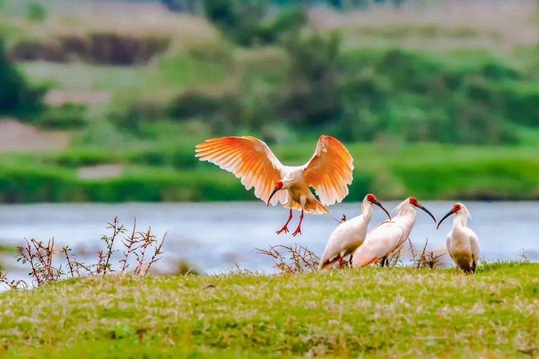 朱鹮最新動(dòng)態(tài)報道