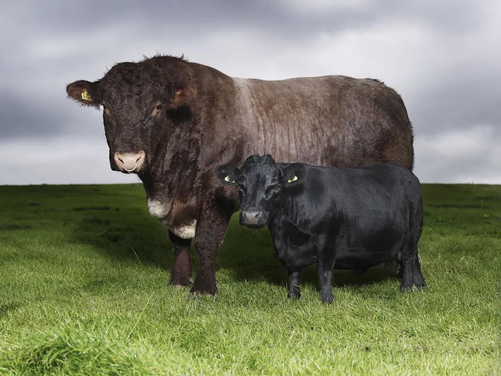 小巷隱藏寶藏，探訪(fǎng)特色小店，領(lǐng)略最牛最新魅力之旅