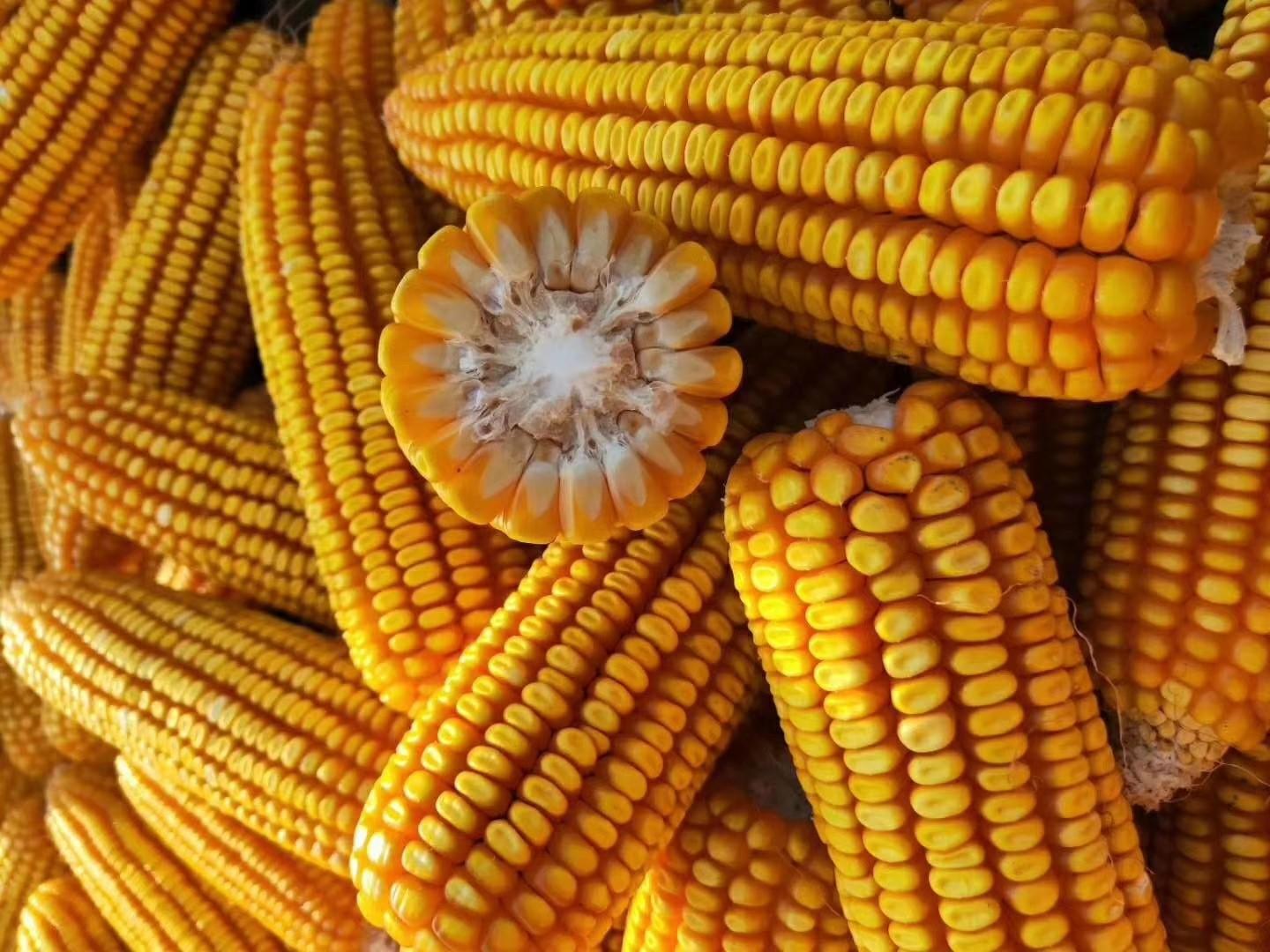 運動(dòng)場(chǎng)館燈具 第52頁(yè)