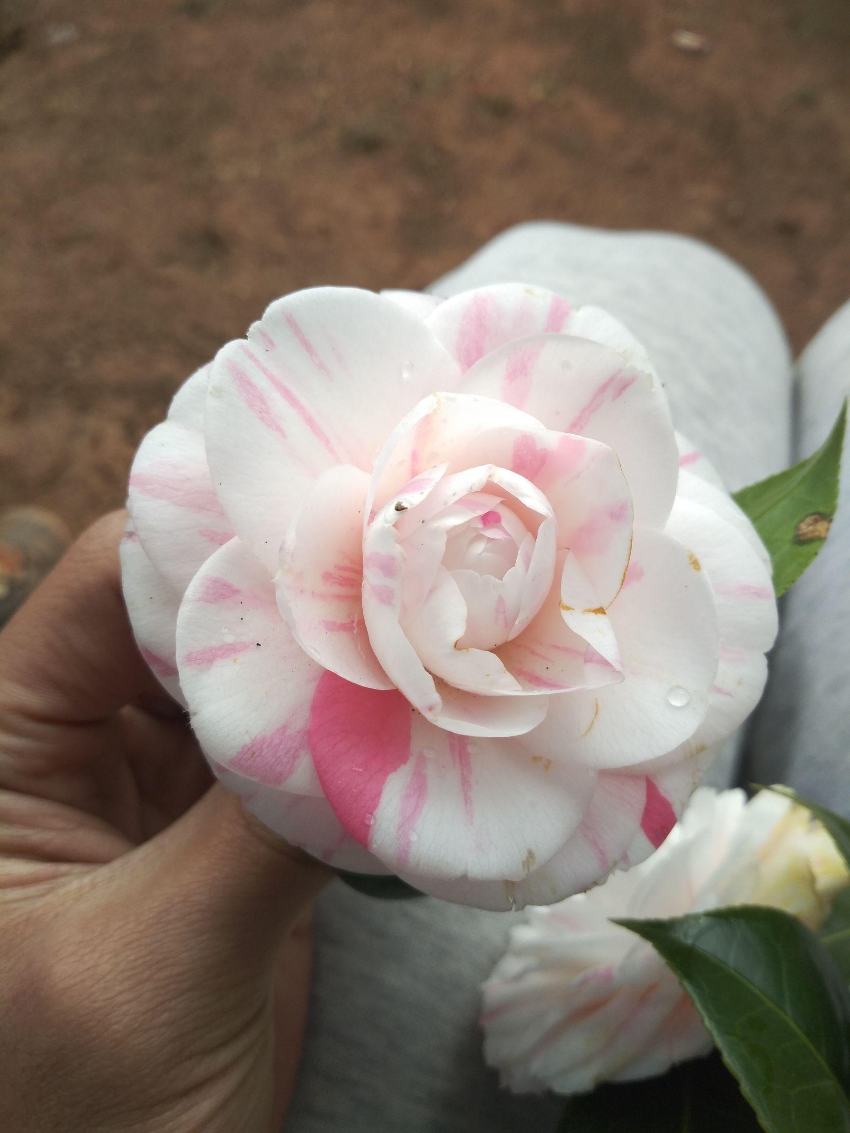 愛(ài)5最新劇情，心靈與自然的奇妙之旅