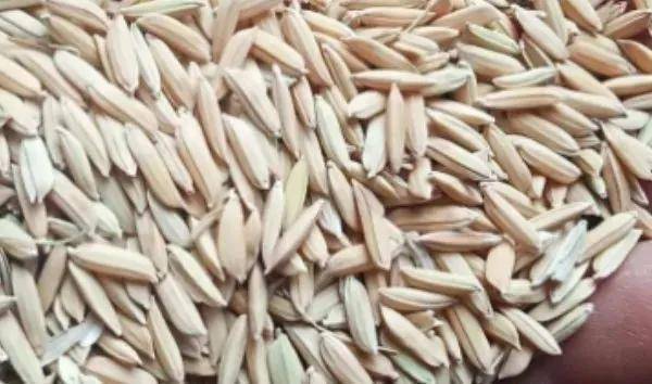 夏鳴星谷子最新科技，點(diǎn)亮生活，科技璀璨引領(lǐng)未來(lái)