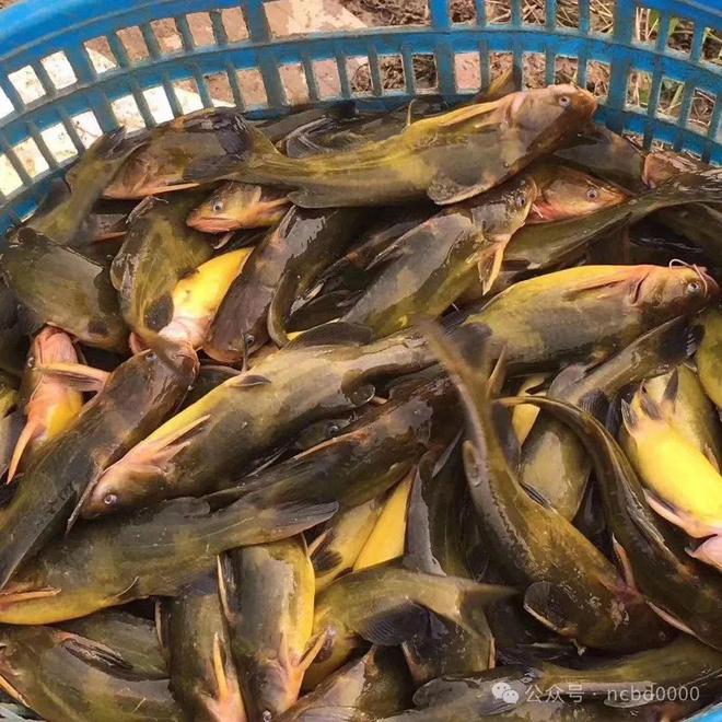 黃顙魚(yú)最新報價(jià)大全，專(zhuān)業(yè)指南與實(shí)時(shí)更新